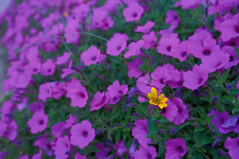 Truckee Riverwalk Gardens - Image 1