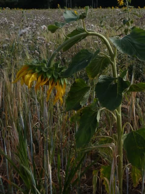Barton Fields Wildflower Meadow - Image 1