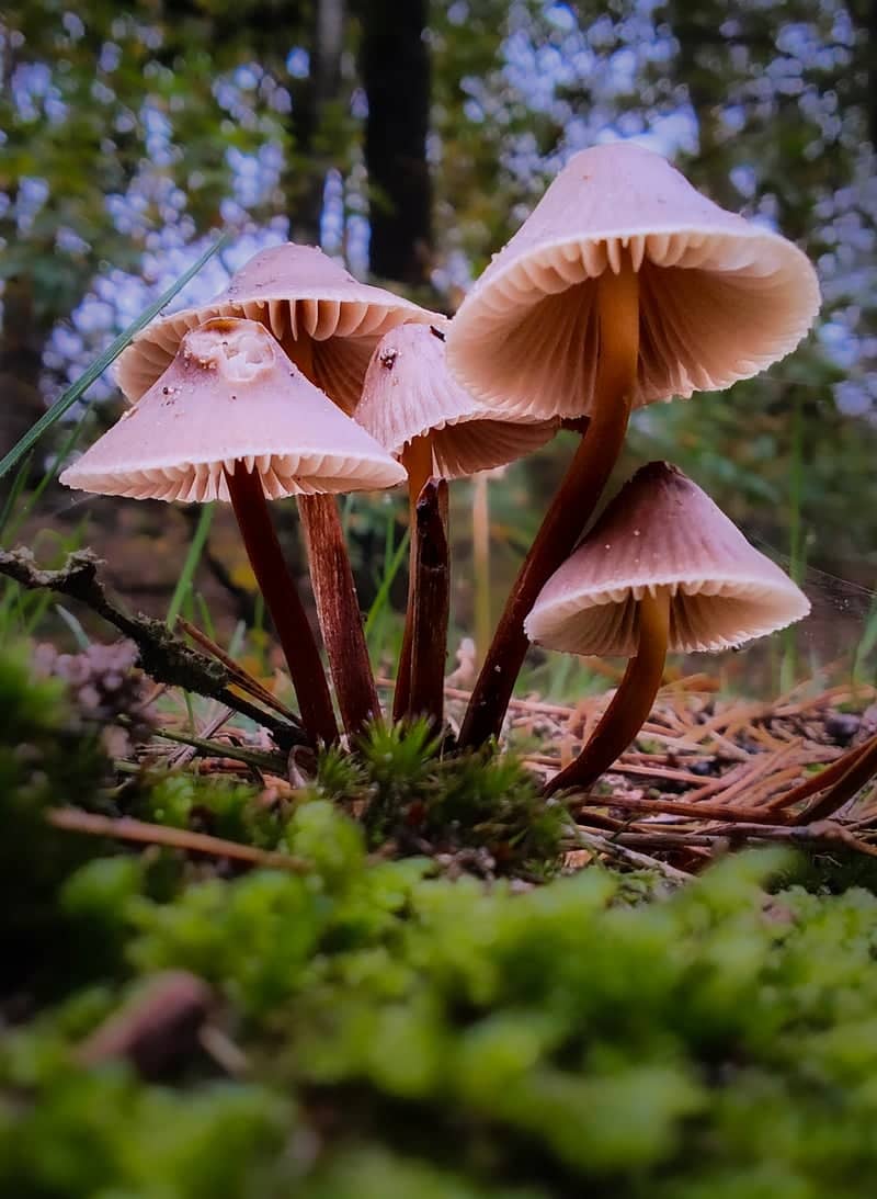Kootwijk Forest - Image 1