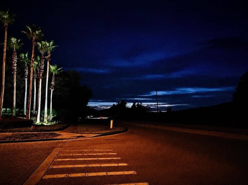 Tumbling River Drive Palm Trees - Image 1