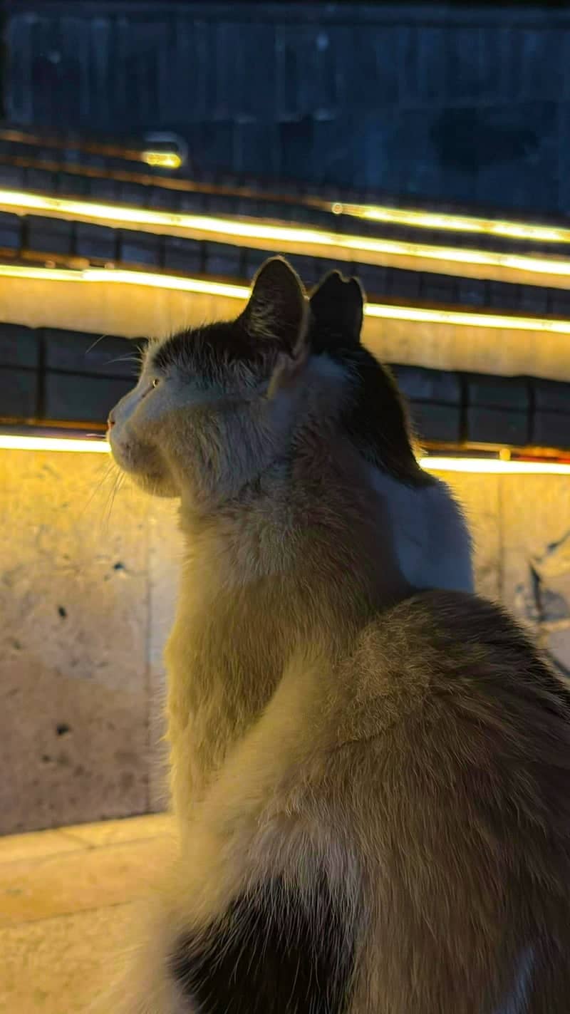 Istanbul Street Cat at Kocatepe - Image 1