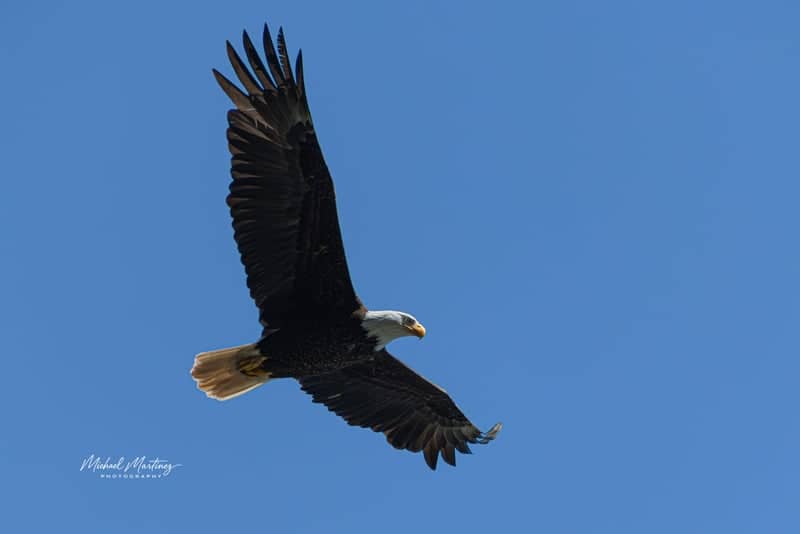 Lewis River Eagle Watching - Image 1
