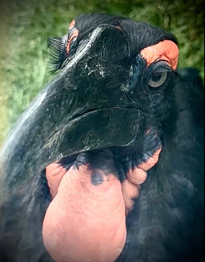 Southern Ground Hornbill Portrait Spot - Image 1