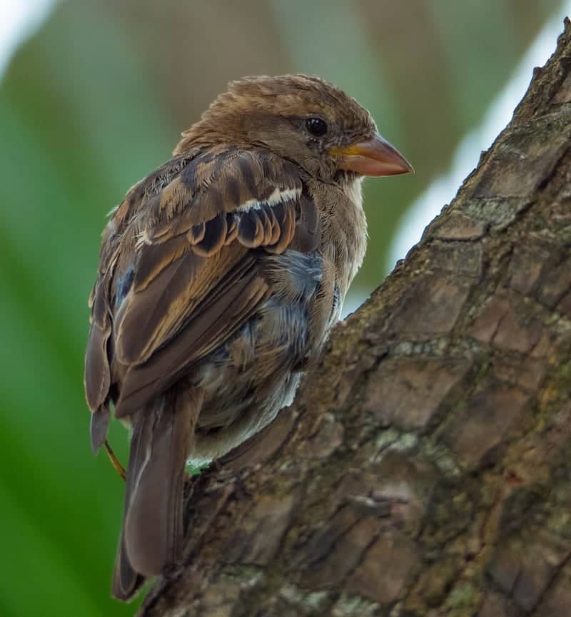Urban Birdlife in Oviedo - Image 1