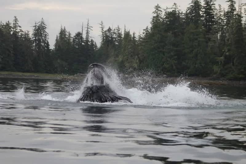 Thorne Bay Whale Watching - Image 1