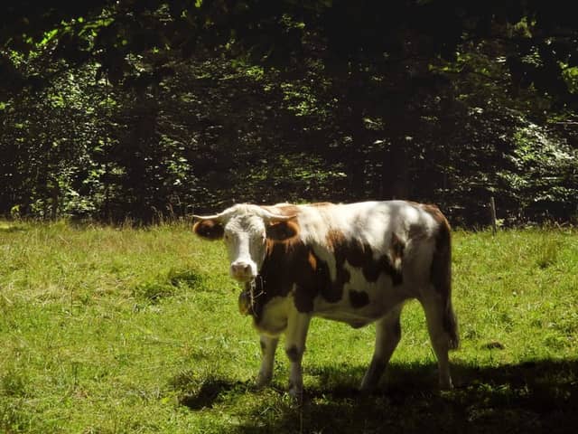 Alpine Pastures of Bad Reichenhall - Image 1