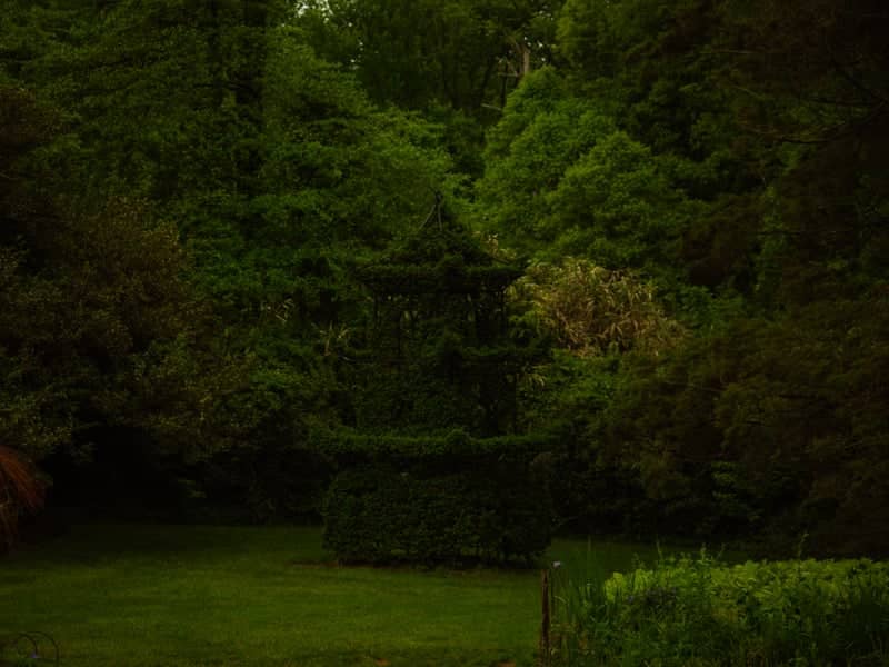 Oakwood Pagoda Topiary - Image 1