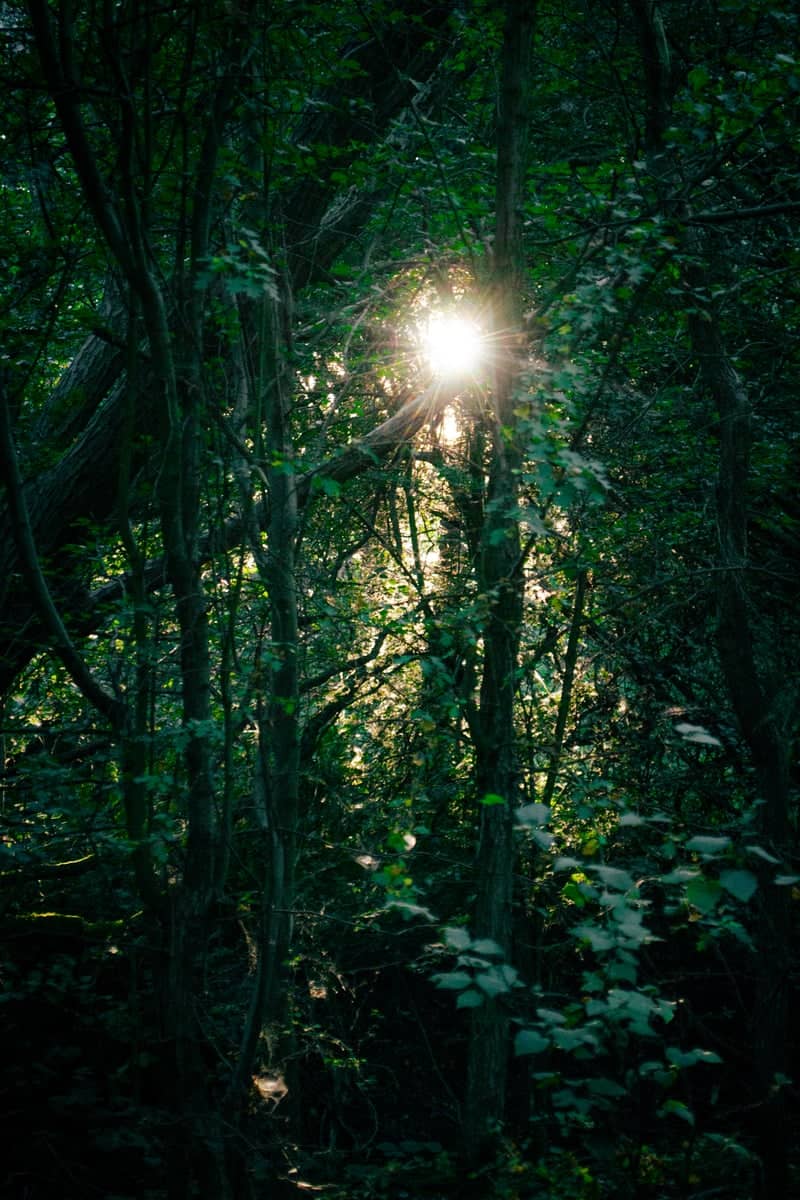 Meadow Gate Woodland - Image 1