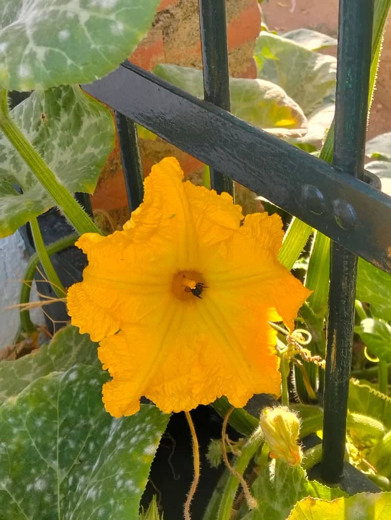 Villanueva de los Castillejos Garden - Image 1