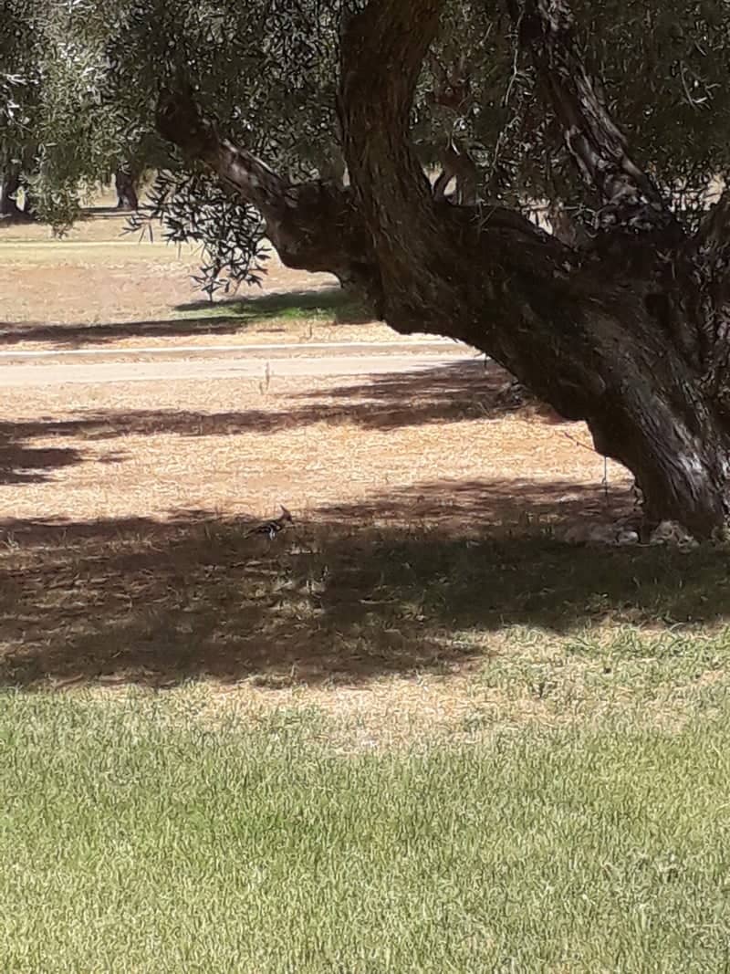 Olive Groves of Rociana del Condado - Image 1