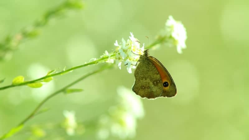 Cavallino-Treporti Nature Trails - Image 1