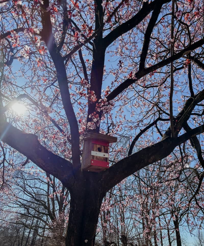 Nicolaasplein Spring Blossoms - Image 1