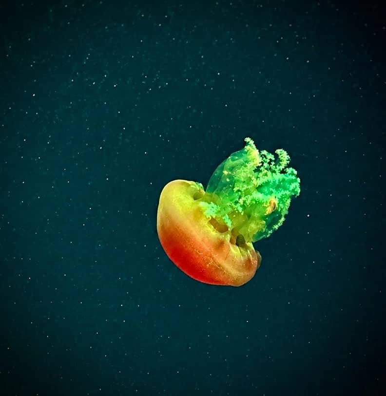 Ripley's Aquarium of Myrtle Beach - Image 3