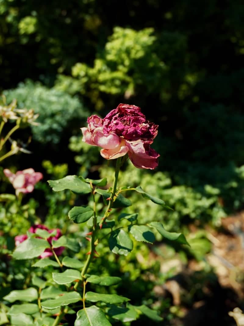 Ledinci Garden Rose - Image 1