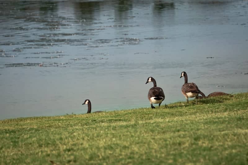 Vista Creek Pond - Image 1