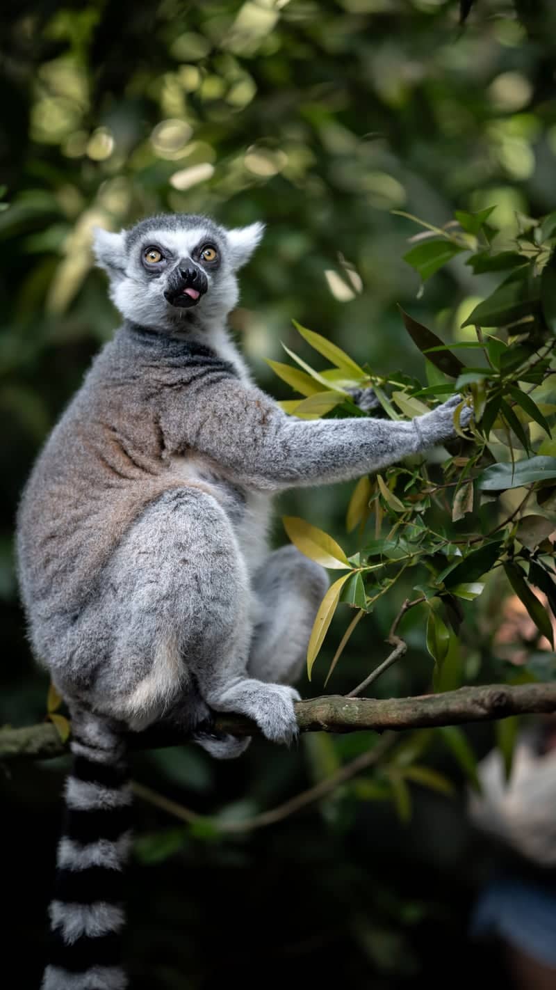 Singapore Zoo - Image 1