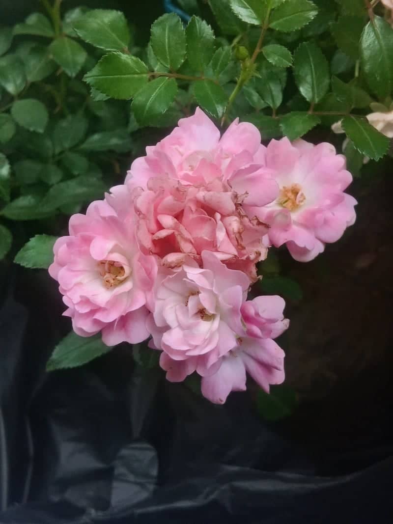 Cihideung Flower Nursery - Image 1
