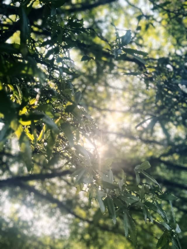 Bonita Parkway Sunlit Canopy - Image 1