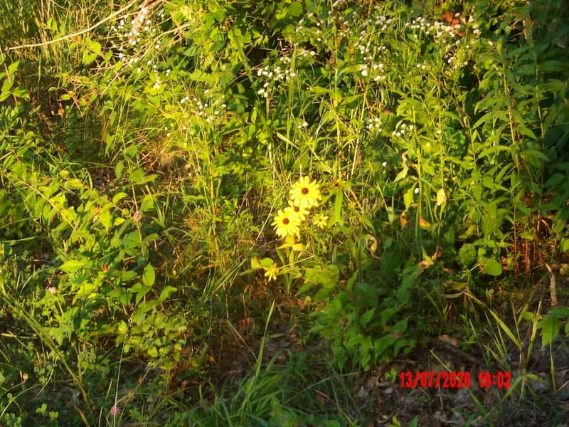 Fairfield Wildflower Patch - Image 1