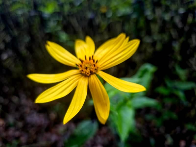 Fairfield Wildflower Garden - Image 1