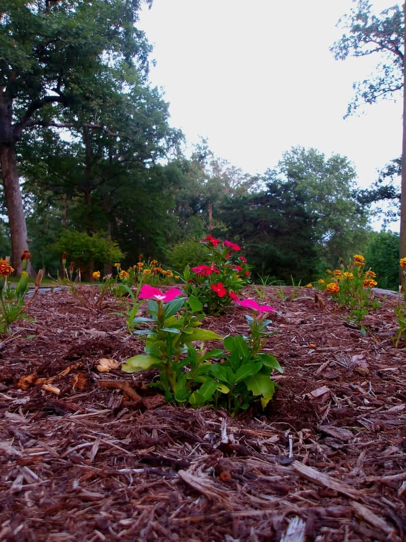 Chautauqua Park Garden - Image 1