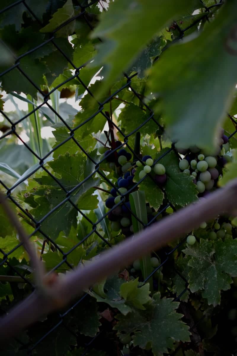Belgrade Roadside Vineyard - Image 1