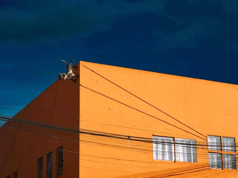 Orange Building Cat Sculpture - Image 1