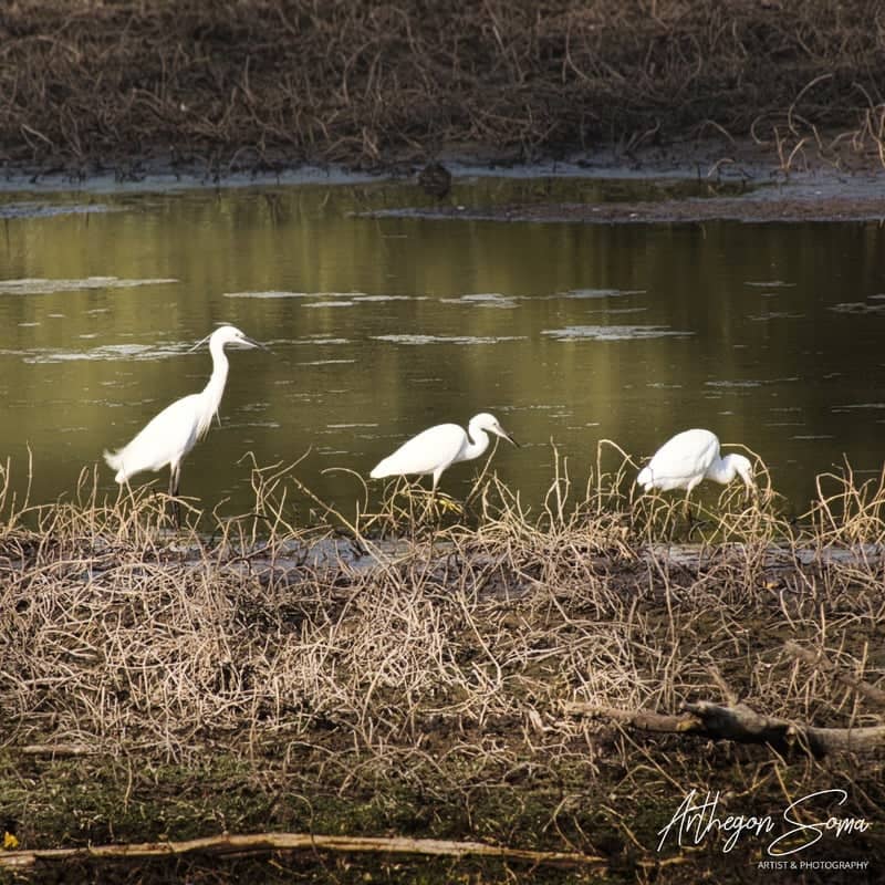 Réserve Naturelle de Cambounet-sur-le-Sor - Image 1