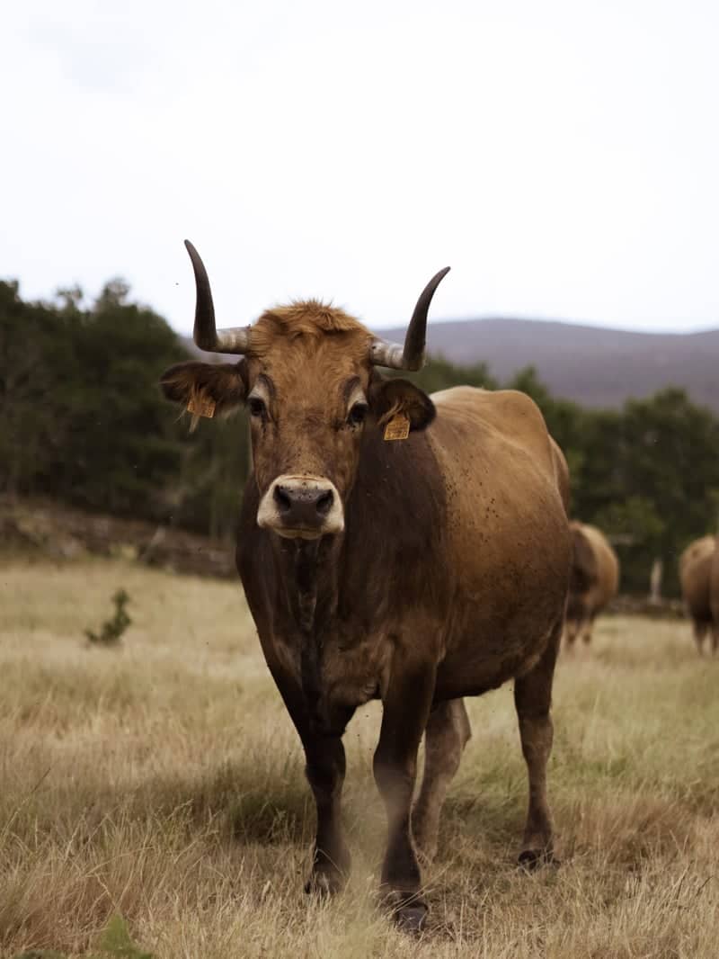 Galician Countryside Pastures - Image 1