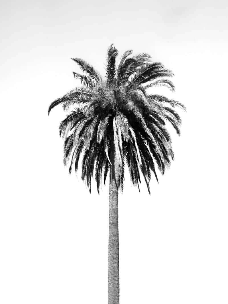 Méndez Núñez Gardens Palm - Image 1