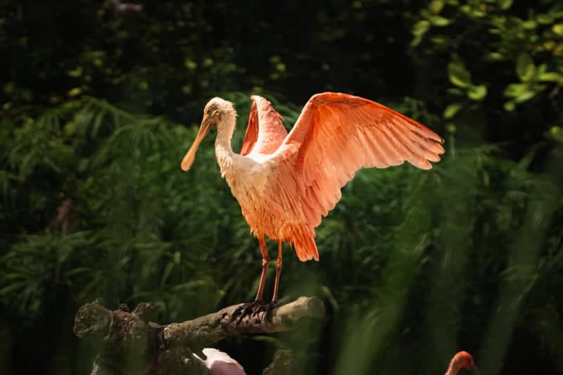 Bird Paradise, Mandai Wildlife Reserve - Image 1