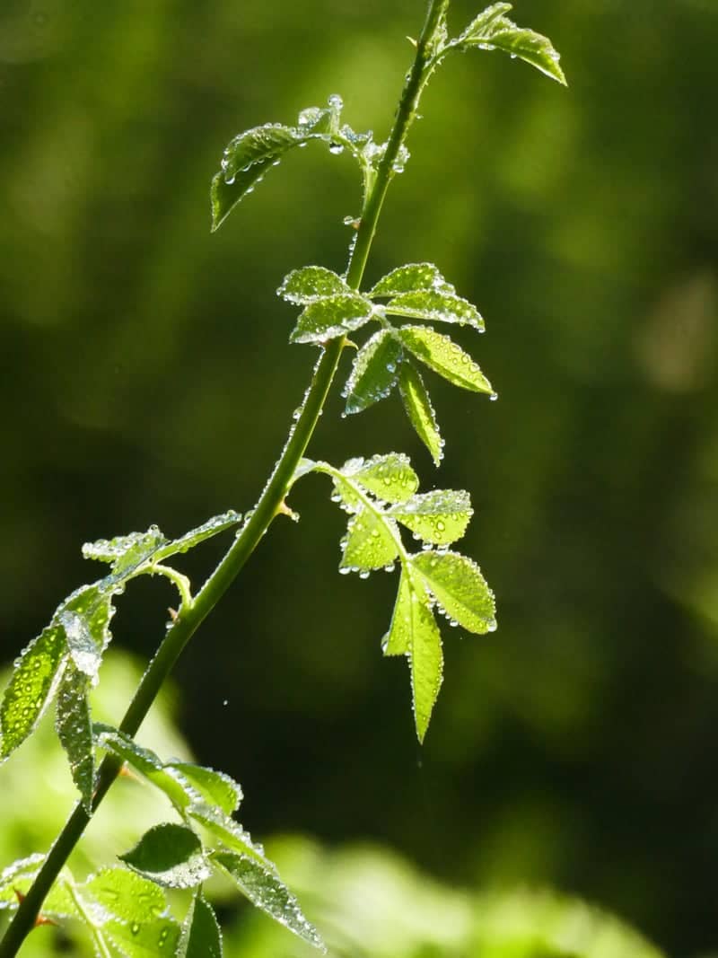 Aydius Mountain Flora - Image 1