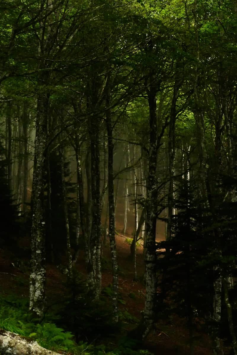 Forêt de Labérouat - Image 1