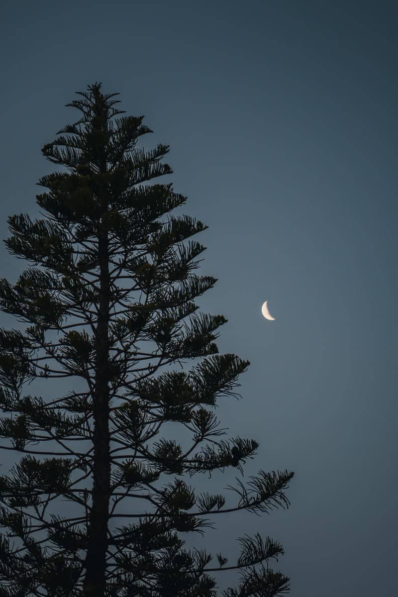 Whitebridge Norfolk Pine - Image 1