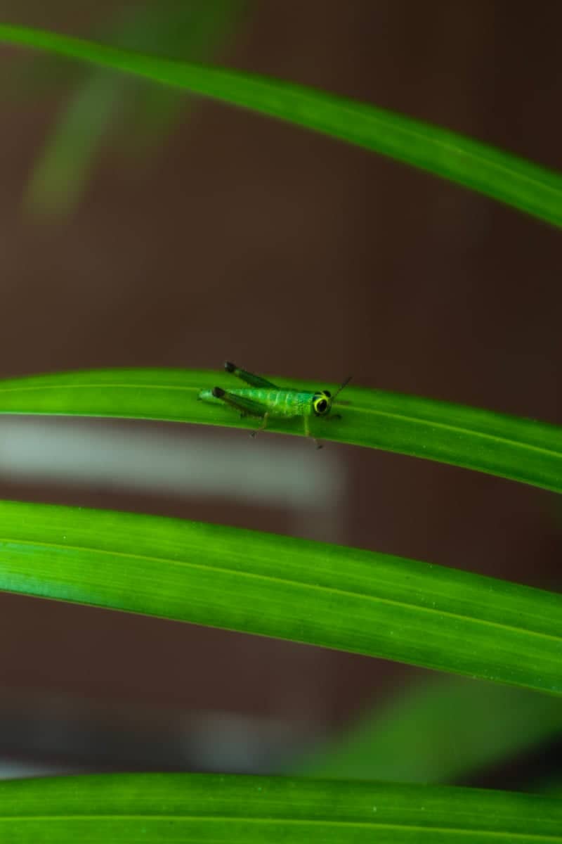 Mabalacat Nature Garden - Image 1