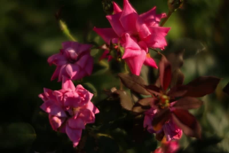 Georgetown Garden Blooms - Image 2