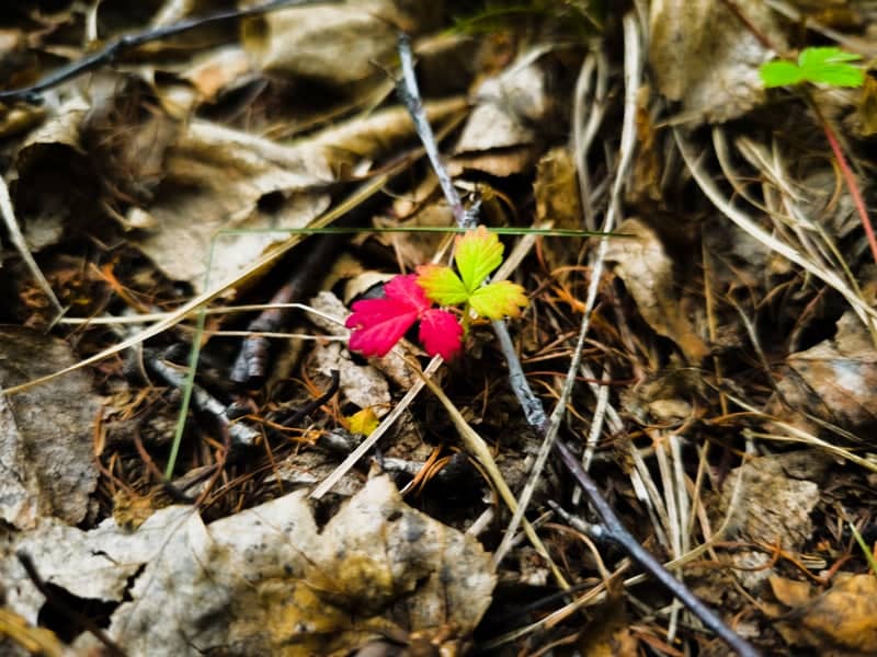 Orkhon Forest Floor - Image 1