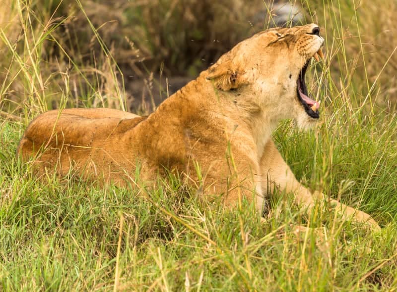 East African Savanna Wildlife Spot - Image 1