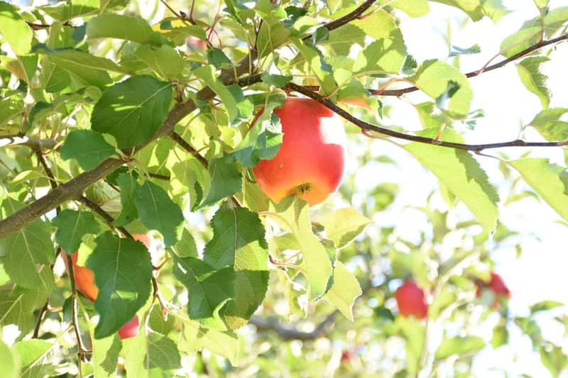 Kiyokawa Family Orchards - Image 1
