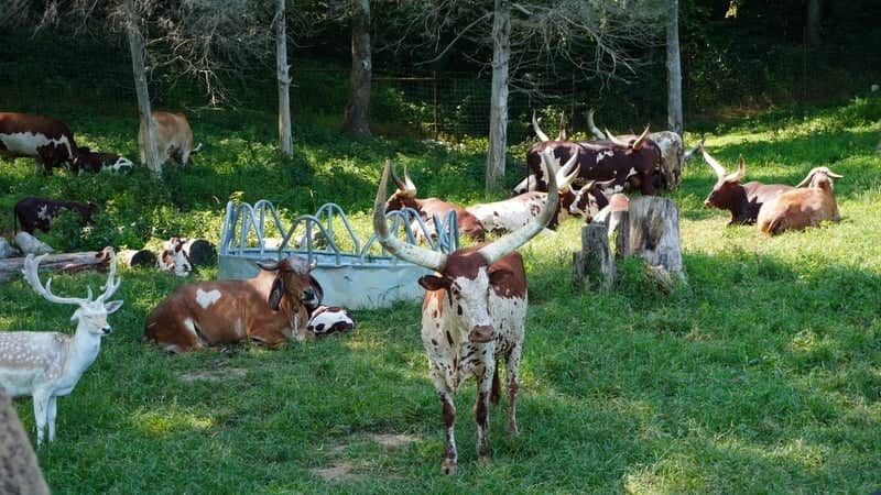 Wilstem Wildlife Park - Image 1