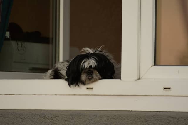 Mannheim Quadrate Window - Image 1