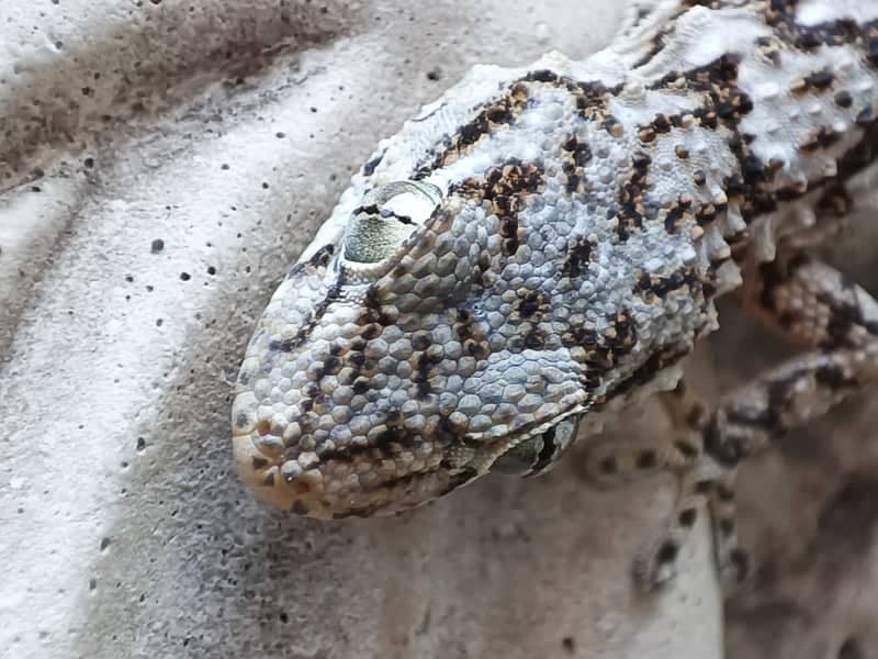 Moorish Gecko Macro Spot - Image 1