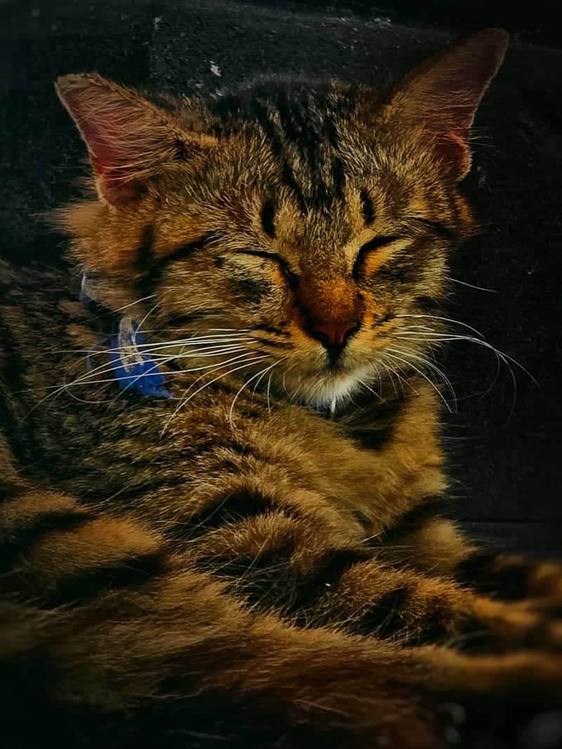 Sleman Street Cat - Image 1