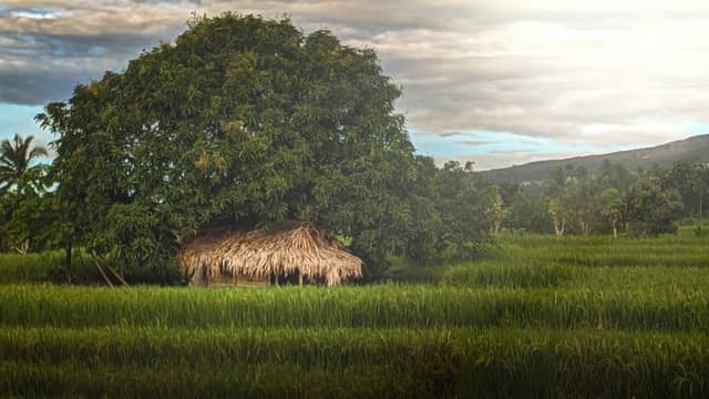 Albay Rice Fields and Nipa Hut - Image 1