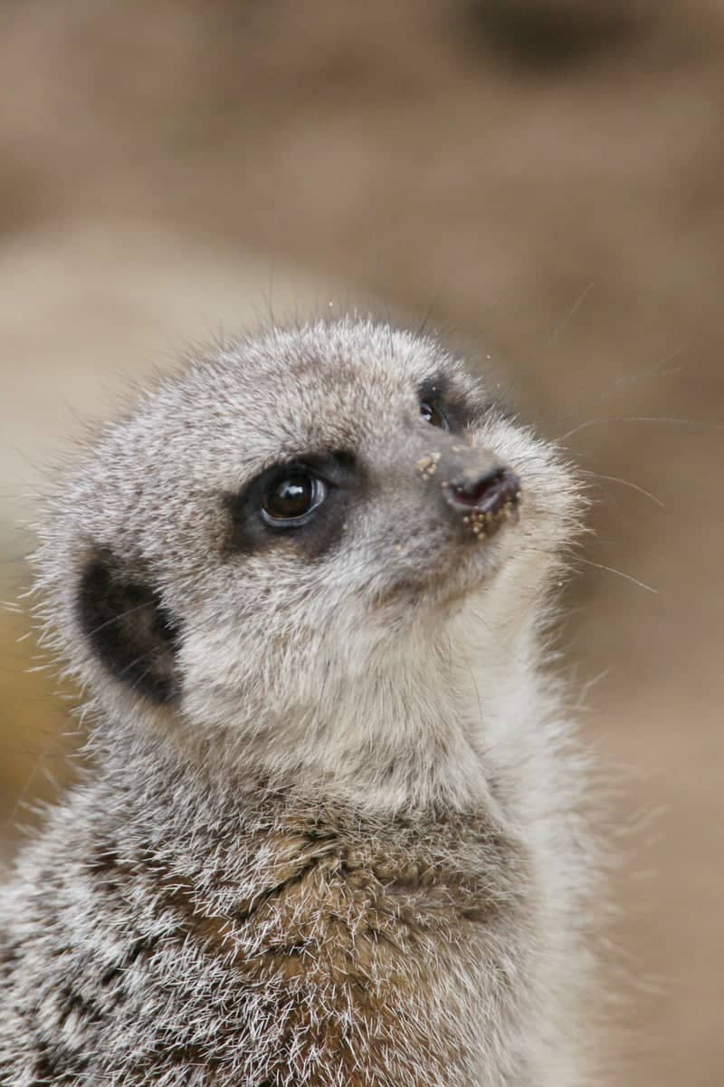 Meerkat Portrait Spot - Image 1
