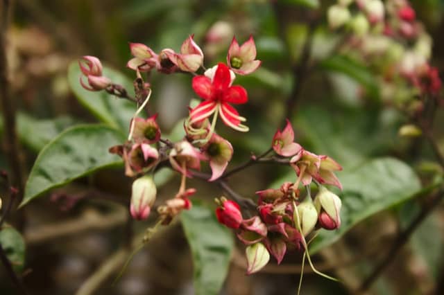 Tropical Garden in San Isidro - Image 1