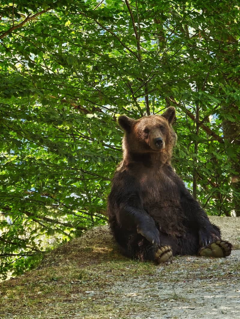 Transfăgărășan Highway Bear Spotting - Image 1