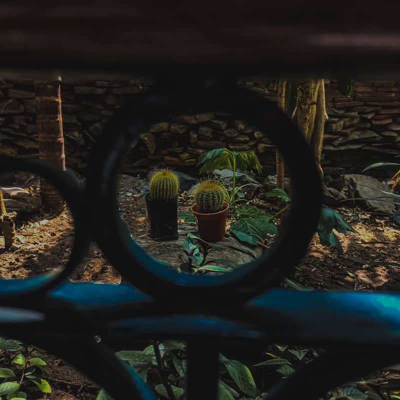 Sopocachi Garden Detail - Image 1