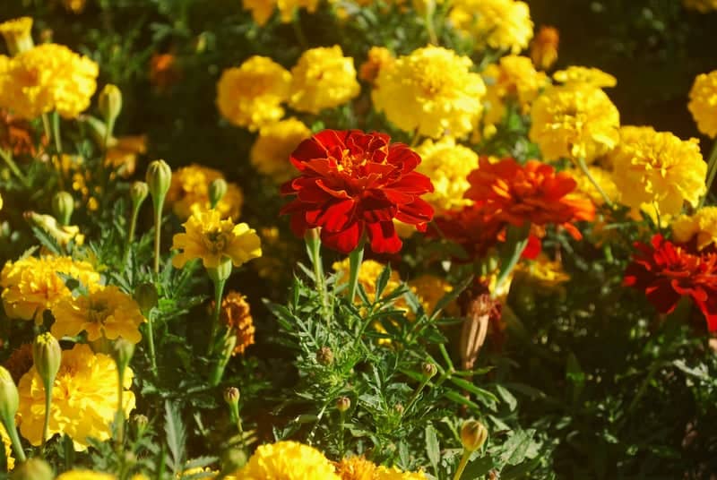 Galochkina Street Flower Garden - Image 1
