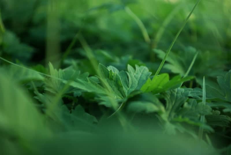 Gagarina Street Urban Greenery - Image 1
